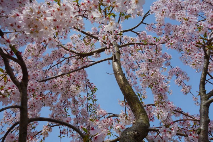 地蔵寺　樹木葬「桜雲」 イメージ2